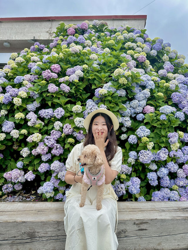다가오는 수국의 계절 ✨