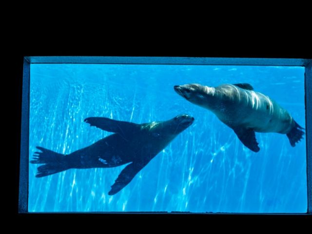 【千葉】きらきらした生き物を見に鴨川シーワールドへ！
