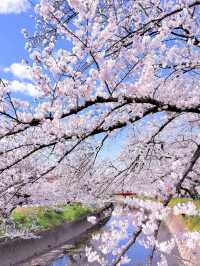 Gojo River Sakura Season: A Hidden Gem to Escape the Crowds