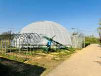 Play, Pets & Plants—Pyeongtaek Fun!