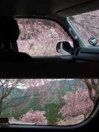 The Full Bloom at Takami no Sato Truly Healed Me 🌸