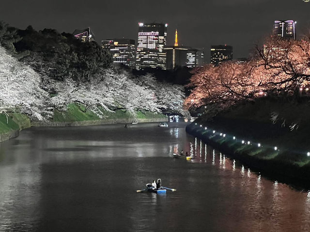 千鳥淵夜櫻美景