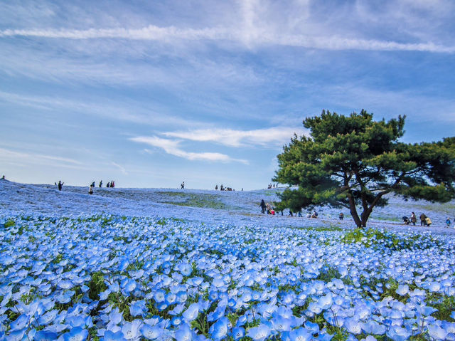 【茨城県】【ひたちなか市】【国営ひたち海浜公園】｜ネモフィラ絶景スポット｜春がおすすめ！