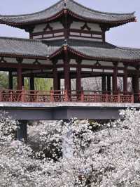Luoyang Chanchu Zhu Cherry Blossoms 🌸