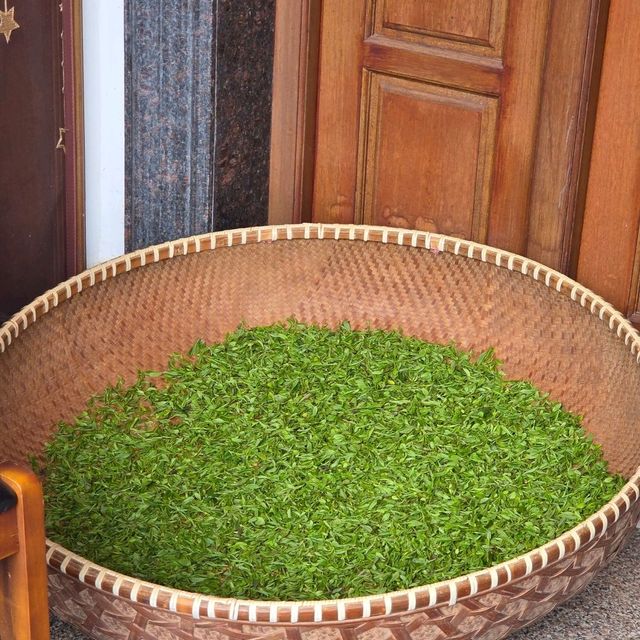 ไร่ชาหลงจิ้ง หางโจว 龙井村 / Longjing