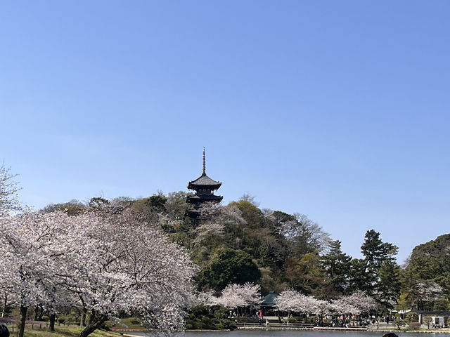 三渓園でお花見　昼ver @横浜