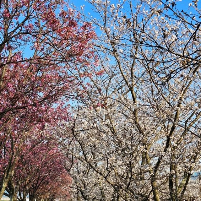地元民愛する憩いの場が春には桜満開スポットに
