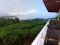 🌿✨ "Sabah Tea Resort: A Misty, Magical Escape in Borneo’s Tea Paradise!" ✨🌿  