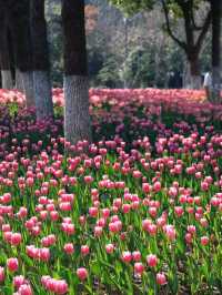 🌷 Sunlit Tulips at Academician Park: A Hidden Gem in Ningbo! 🌞
