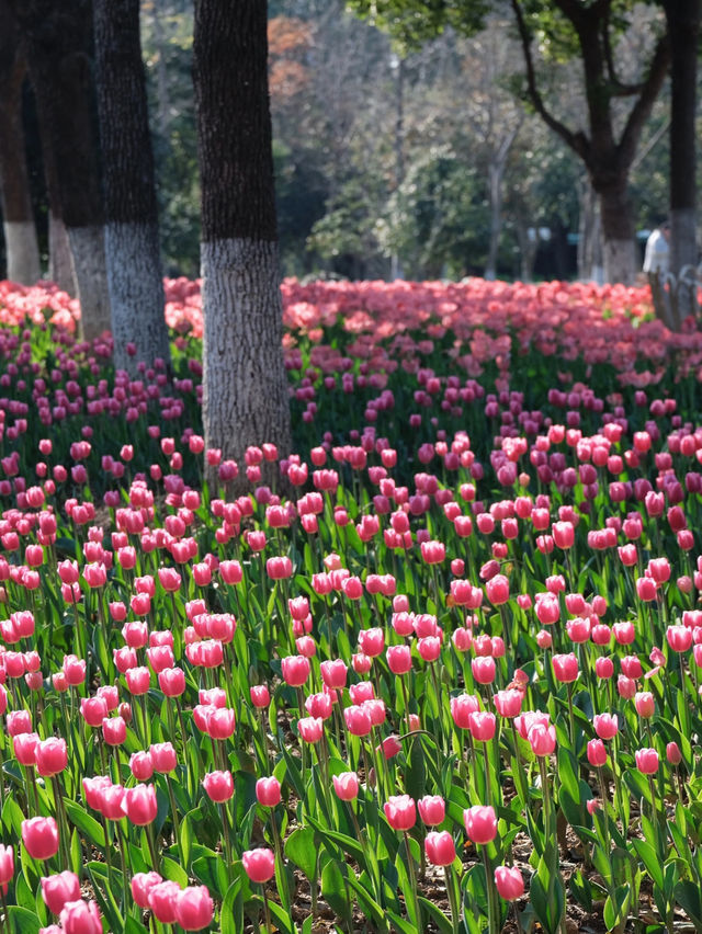 🌷 Sunlit Tulips at Academician Park: A Hidden Gem in Ningbo! 🌞