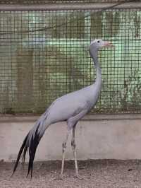 #鳳凰谷鳥園生態園區-南投縣鹿谷鄉