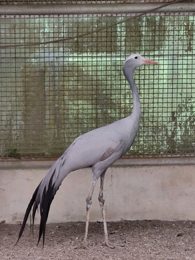 #鳳凰谷鳥園生態園區-南投縣鹿谷鄉