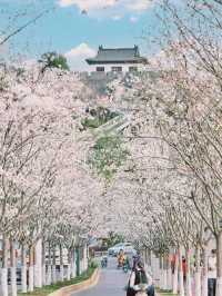 Heavenly Blossoms in Nanjing—Skip Jiming Temple This Year!