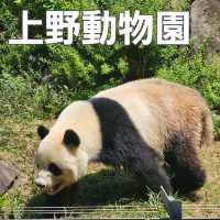 [上野動物園]関東でパンダが見られるのはここだけ！子供連れ観光地の定番
