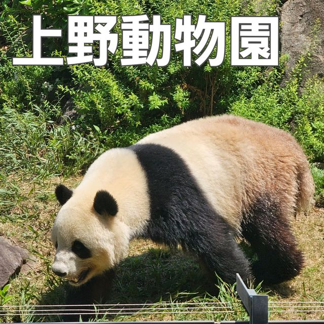[上野動物園]関東でパンダが見られるのはここだけ！子供連れ観光地の定番