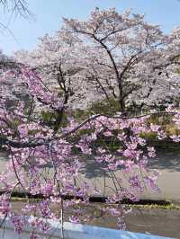 來日本 選對季節 處處是櫻花