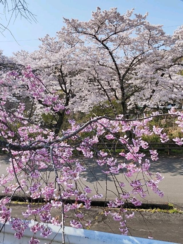來日本 選對季節 處處是櫻花