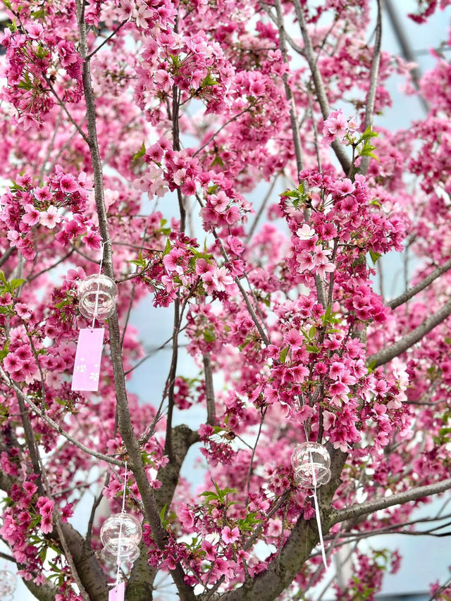 Cherry Blossom Season🌸