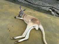 Attractions to visit in Lanyang Animal and Plant Kingdom