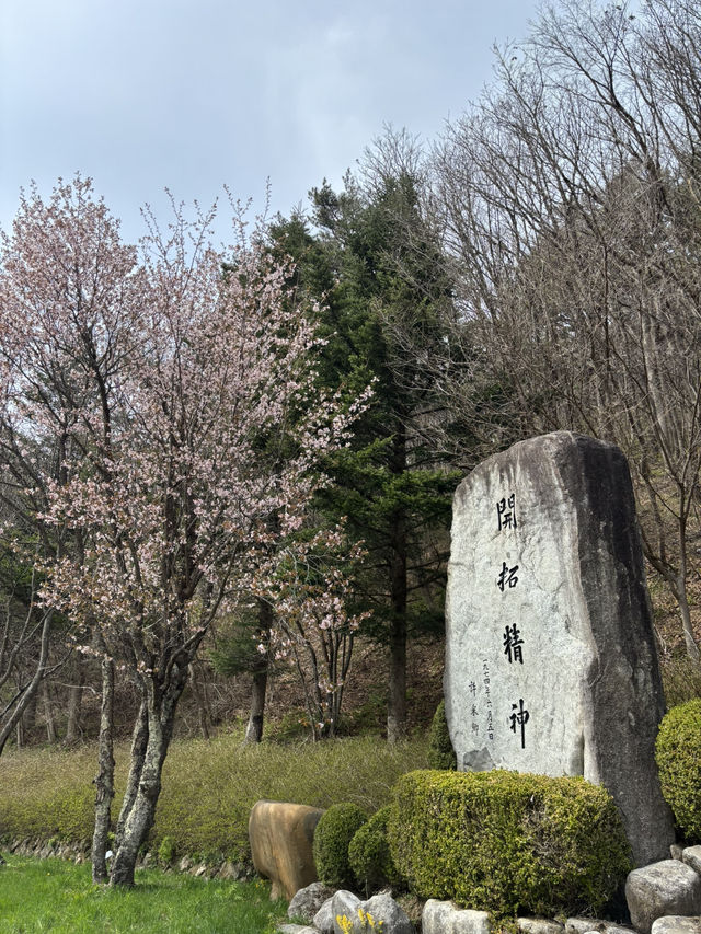  하늘과 가까운 가장 높은 대관령 목장🥳
