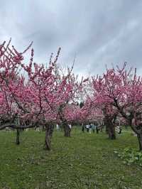 Sakura Blooming at Maruyama Park: A Springtime Escape
