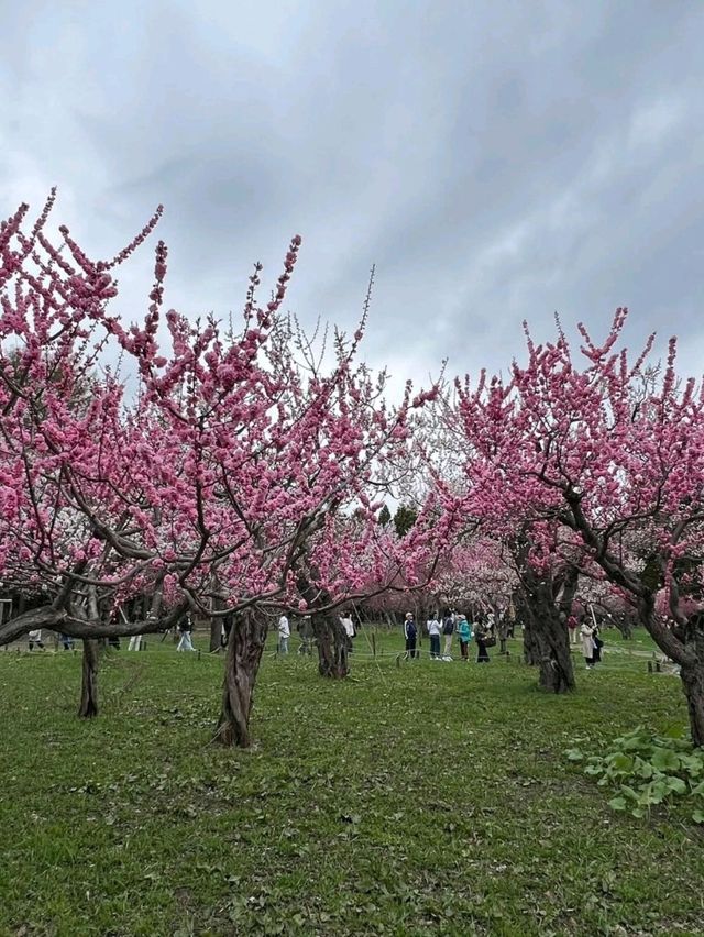 Sakura Blooming at Maruyama Park: A Springtime Escape