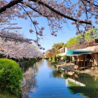 Tranquil Beauty on the Fushimi Jikkokubune Boat, Kyoto