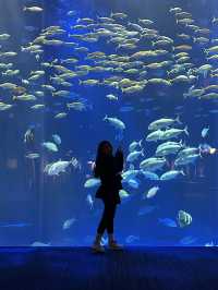 🐬✨【四國水族館——夢幻海底之旅】✨🐋