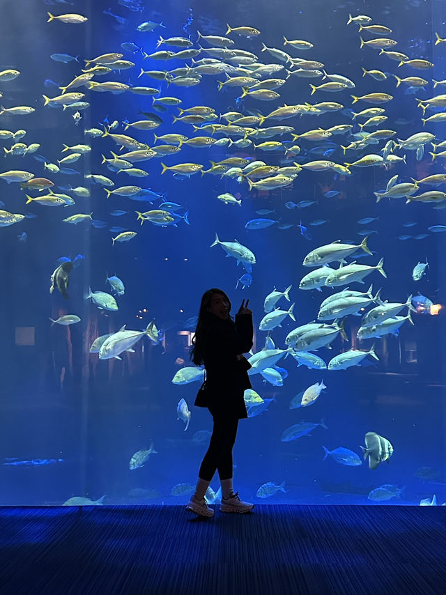 🐬✨【四國水族館——夢幻海底之旅】✨🐋
