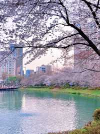 Springtime Cherry Blossoms at Seoul's Samseong Stone Village Park 🌸🌷