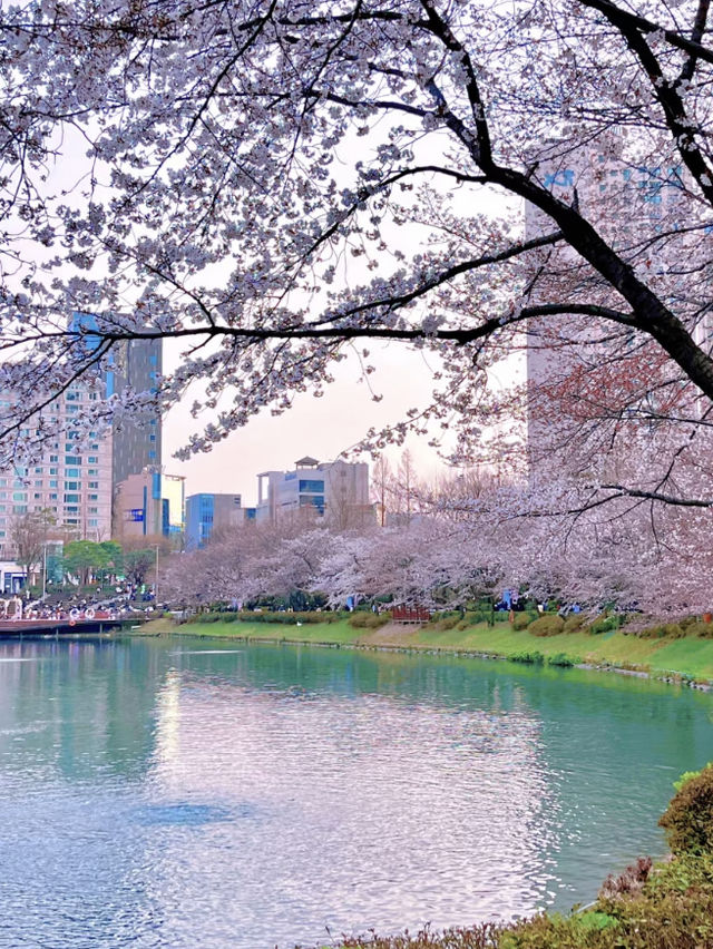 Springtime Cherry Blossoms at Seoul's Samseong Stone Village Park 🌸🌷