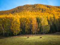 Xinjiang – A Hidden Bloom in China’s Western Frontier