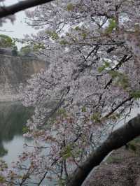 จุดชมซากุระปราสาทโอซาก้า(Osaka Castle) 