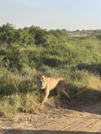 Unreal Safari Just Minutes from Nairobi Airport!