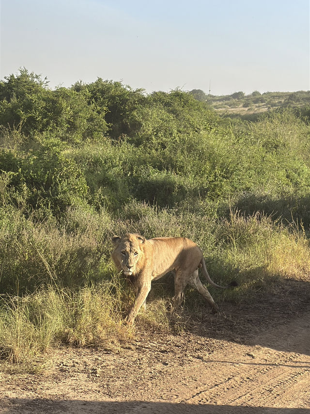 Unreal Safari Just Minutes from Nairobi Airport!