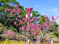 沖繩賞櫻---八重岳櫻之森公園，感受一下日本傳統祭典的氛圍！