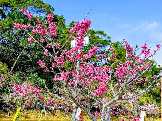 沖繩賞櫻---八重岳櫻之森公園，感受一下日本傳統祭典的氛圍！