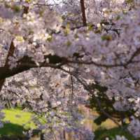 札幌一個公園隨手拍拍就美成這樣