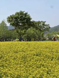 서울근교데이트 구리한강시민공원 봄꽃나들이🌼