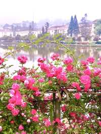 Sapa in Bloom: A Journey Through season