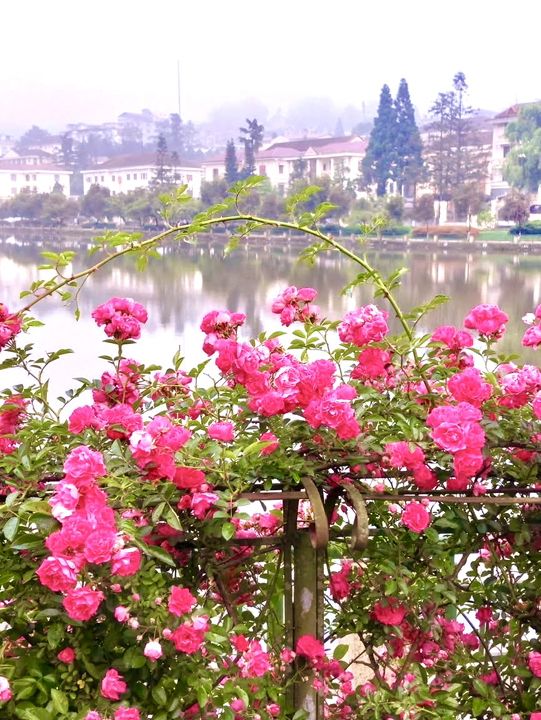 Sapa in Bloom: A Journey Through season