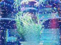 Vinpearl Sea Shell Aquarium