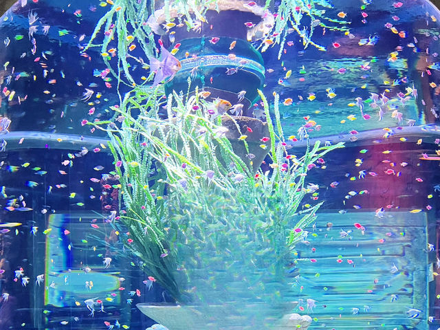 Vinpearl Sea Shell Aquarium