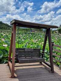 When in Haman Lotus Theme Park