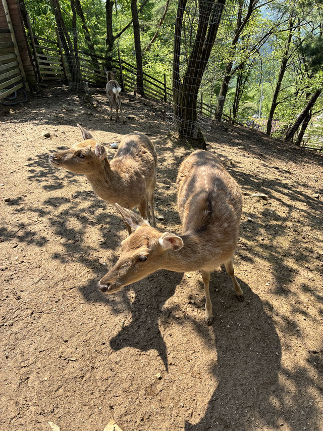 アルパカワールド！動物と触れ合える！