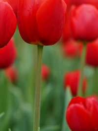 Title: Keukenhof – The Garden of Europe in Full Bloom