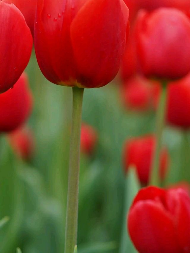 Title: Keukenhof – The Garden of Europe in Full Bloom