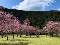 🌸南投九族櫻花季：高山櫻花×原民文化×纜車景觀一次滿足！