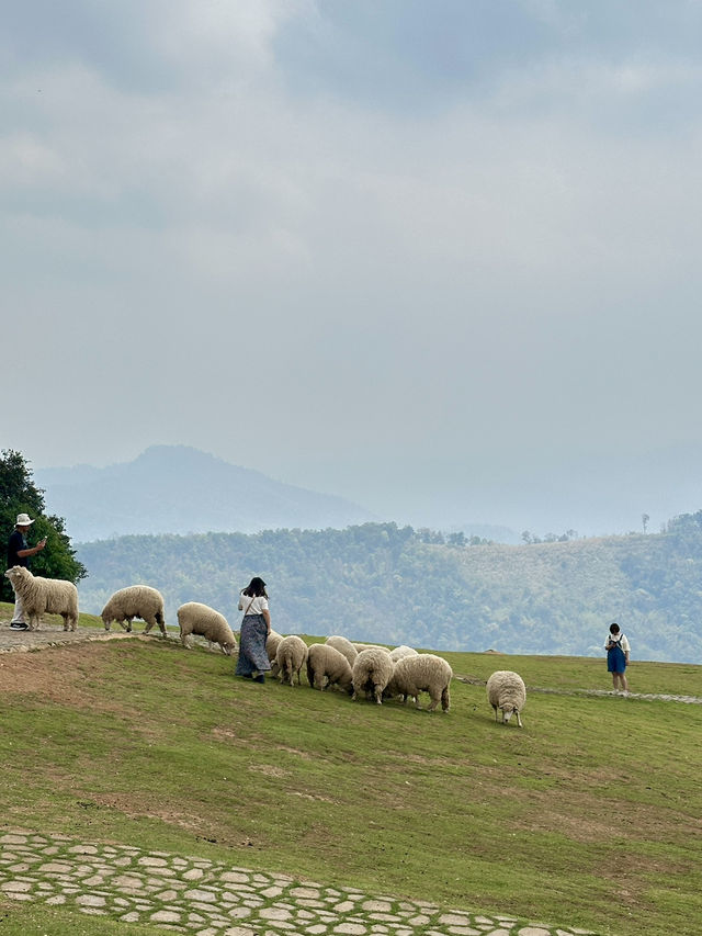 ฟาร์มในฝันที่มีมากกว่าความสวย…🌾🐑