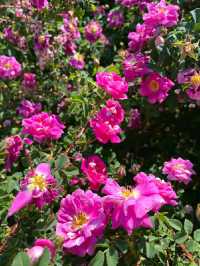 A Peaceful Escape in the Heart of the City: Hyde Park